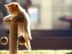 Regali per rendere felice il proprio animale domestico