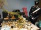 La droga era &quot;bio&quot;, ma comunque illegale: il giardiniere pusher finisce in manette [VIDEO]