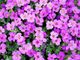 Vivere en plein air: sette consigli per arredare il giardino