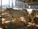 Eccellenze agricole a Carmagnola il 15 dicembre con Fiera della Giora e Mostra del Porro