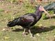 A Collegno tornano gli Ibis Eremita: avvistati quattro esemplari al campo volo