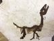 Cretaceo kids, la mostra che avvicina i bambini alla paleontologia