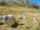 Alpegggi, Coldiretti: &quot;Nella valli torinesi inizia a scarseggiare l'erba&quot;