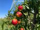 Frutta, Coldiretti Piemonte: &quot;Urgente convocare un tavolo di crisi regionale&quot;