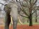 L'elefante Fritz per annunciare la riapertura del Museo di Scienze Naturali