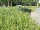 Erba alta ai Giardini dedicati a Ferruccio Novo, Moschella (Lega): “L’Amministrazione si prenda cura del parco”