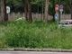Nel 2025 niente erba alta a Torino: previsti più sfalci nei viali e giardini
