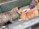 Erano 16 i gatti ospitati all'interno della casa popolare