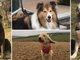 “Dona un sorriso con la dog therapy”: For a Smile Onlus porta i cani in ospedale dai bimbi malati
