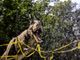 Il piazzale del Pala Vela come Jurassik Park: arriva la mostra Dinosaurs Live