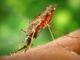 &quot;Morto per malaria&quot;, parlano in aula i medici imputati