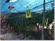 A Chivasso scoperta &quot;l’isola della marijuana&quot;: arrestati dai carabinieri due guardiani albanesi
