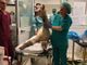 Grugliasco, prima operazione riuscita per Joy, l'alpaca aggredito da un cane nei boschi di Roccavione