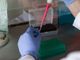I laboratori di ricerca internazionali fanno squadra per combattere la pandemia: Torino protagonista