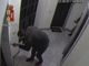 Ladri specializzati in furti in appartamento in collina, due arresti: agivano narcotizzando le vittime (VIDEO)