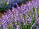Il 17 luglio la Festa della Lavanda a Chiomonte
