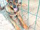 Nuovi cuccioli cercano casa a Torino e dintorni