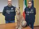 Effettuati una serie di controlli dai militari in provincia di Torino, Novara, Vercelli e Verbania