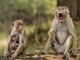 Frediani-Giacosa (M5S): &quot;Sospendere la sperimentazione su 6 macachi, questa è preistoria&quot;