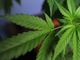 Tenevano in casa 4 kg di marijuana essiccata: arrestati due coniugi