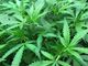 Azioni di marijuana - Il miglior investimento nel 2019