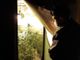Un carabiniere osserva una piantagione di marijuana fatta in casa