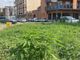 Torino, nel giardino pubblico cresce la marijuana. FdI: &quot;È questa la biodiversità che vuole l'Amministrazione?&quot;