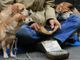 Emergenza freddo, a Torino i rifugi comunali accolgono i clochard e i loro cani