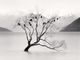 [Photo credits: Michael Kenna - Wanaka Lake Tree, Study 2, Otago, New Zealand, 2013]