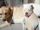 Perfetti Imperfetti: il calendario 2022 dell'associazione &quot;Dog's Emergency&quot;