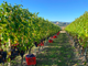 &quot;Drink wines not labels&quot;, la serata ai vini &quot;sconosciuti&quot; all'Off Topic