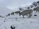 Le prime nevicate in quota mettono in crisi gli allevatori piemontesi