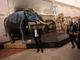 Riapre il Museo di Scienze Naturali: &quot;Torino lo ama&quot;. E fino al 2 febbraio si entra gratis [VIDEO]