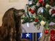 Quattrozampeinfiera: il Natale dei nostri amici pelosi è al Lingotto di Torino