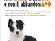 Il Comune di Nichelino scende in campo contro l'abbandono degli animali