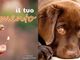 &quot;il tuo divertimento, la loro paura&quot;