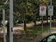 viale alberato Nizza Millefonti