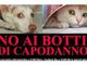 I botti terrorizzano gli animali: &quot;Aiutiamoli a sentirsi al sicuro&quot;