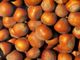 Nocciole, il primo prezzo non accontenta gli agricoltori