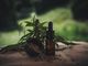 Olio di CBD: come sceglierlo ed utilizzarlo per trarne beneficio