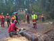 Lavoro: la Regione cerca 18 operai per cantieri forestali e vivai