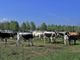 Orti didattici e pastori nel nuovo Parco Piemonte: a Mirafiori l'agricoltura di domani [FOTO]