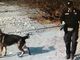 Ossa rinvenute in Valsusa: i cani molecolari non trovano altri indizi