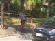 Rivoli, bruciano una palma nel parco e mettono il filmato su Instagram: individuati e denunciati
