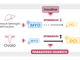 Myo-Inositolo e D-Chiro-inositolo 40:1, assunzione e benefici a partire dall’ambito ginecologico