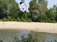 corso d'acqua con alberi e sabbia
