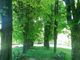 parco verde con alberi e panchine