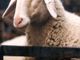 Agricoltore di Chieri denunciato per maltrattamento di animali: trasportava sei pecore in auto