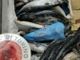 pesce e cibo mal conservato