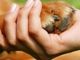 Pet therapy, Gallo (Pd): &quot;Bene la ripresa degli interventi&quot;